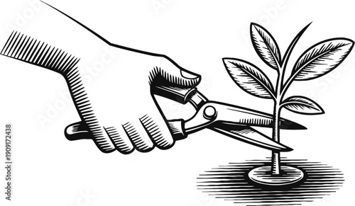 hand pruning young plant with garden shears vintage black and white gardening concept illustration