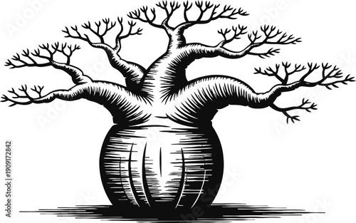 Baobab tree illustration with thick trunk and bare branches in black and white engraving