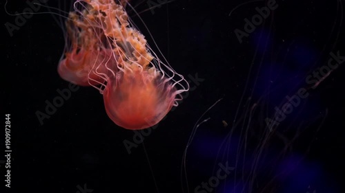 beautiful colorful jellyfish medusa swim underwater in ocean or zoo