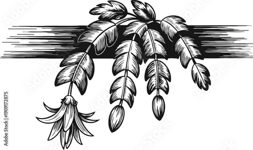Black and white illustration of banana flower and hanging banana fruits on branch