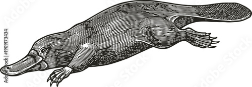 detailed vintage illustration of a swimming platypus with webbed feet and bill