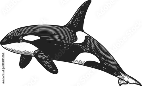 Orca whale swimming illustration hand drawn black and white killer whale engraving ocean wildlife animal sketch