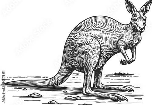 Detailed black and white kangaroo illustration standing on ground with rocks, vintage wildlife engraving