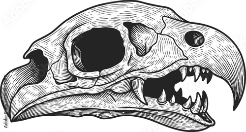 Detailed illustration of an animal skull with sharp teeth and large eye sockets