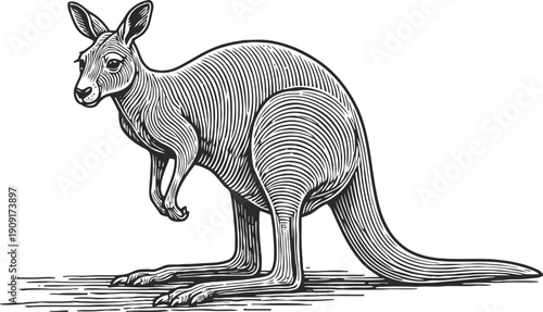Detailed vintage kangaroo illustration in black and white with line art