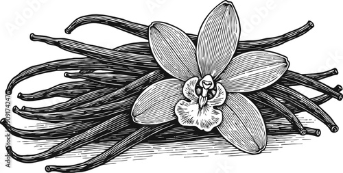 Vanilla flower and pods illustration, hand drawn spice botanical drawing, aromatic natural flavor plant