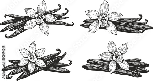 Vanilla pods with blossoms hand drawn vanilla beans and flowers natural aromatic spices illustration in black and white