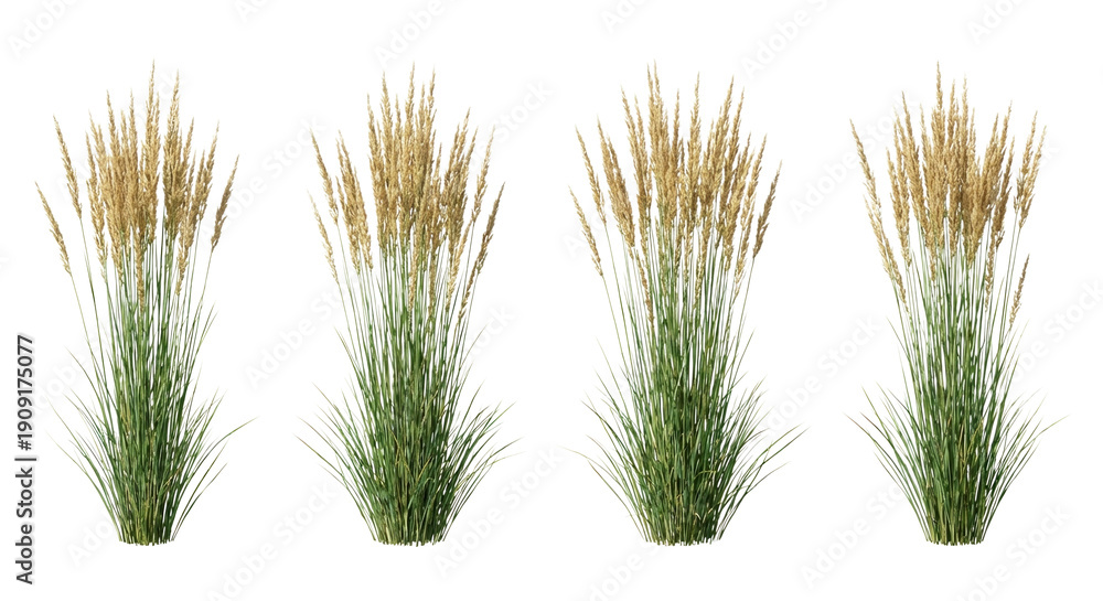 Fototapeta premium Four Calamagrostis x acutiflora (Feather Reed Grass) clumps arranged in a row isolated on white, illustrating strict vertical habit and wheat-like flower spikes.
