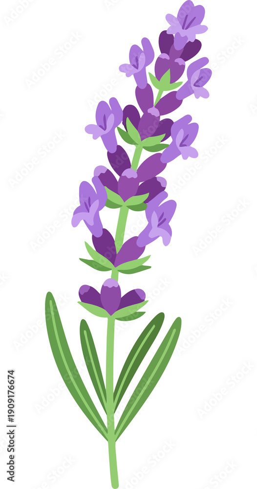 Obraz premium A minimalist lavender sprig 