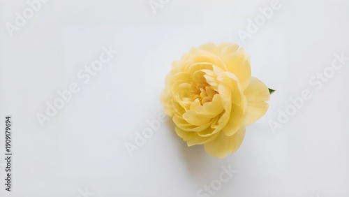Elegant yellow rose on white background with ample copy space