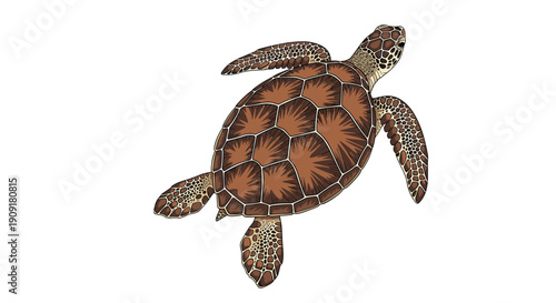 Detailed top down illustration of a brown sea turtle swimming with intricate shell patterns and textured flippers on white.