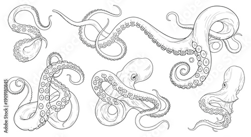 Detailed hand drawn sketches of octopus tentacles and cephalopod limbs with realistic suckers in black ink on white.