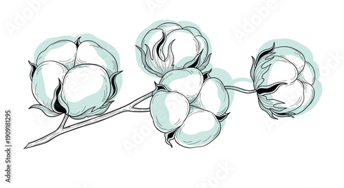 Detailed line art illustration depicts a branch of fluffy cotton bolls with green shading and intricate hatching for natural textile design.