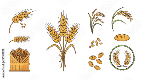 Assorted wheat stalks and grains illustrated in various forms and arrangements.