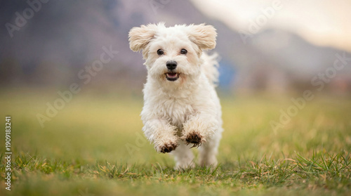 Quadro su tela Adorable fluffy white Maltese dog running happily through a green grassy field in the countryside, with soft blurred mountains in the background and warm sunlight