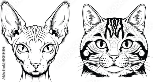 Detailed black and white sphynx cat head illustration, tabby cat portrait drawing, feline breed comparison artwork, domestic pet vector design