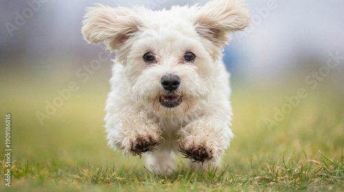 Photography Energetic white maltipoo dog running joyfully across a grassy field with its ears flopping in the wind, captured in a dynamic action shot