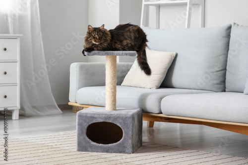 Billede på lærred Cute fluffy cat lying on scratching post at home