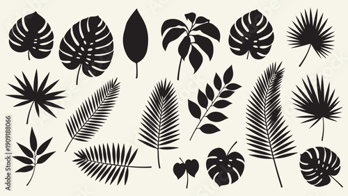 Elegant minimalist black and white tropical fern leaf vector collection