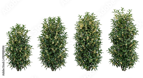 Collection of 4 Osmanthus fragrans (Sweet Olive) shrubs isolated on white, showing leathery evergreen foliage and fragrant flower clusters for landscape design.