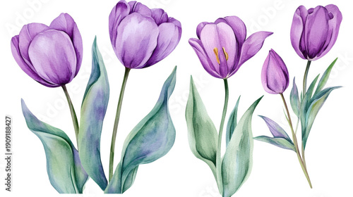 Four purple watercolor tulips with green leaves on transparent background