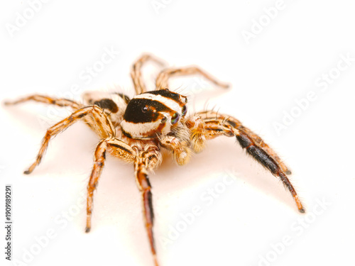 A male Grey Wall Jumping Spider with striking black and white stripes and large eyes on a white background at Hua Hin Thailand
