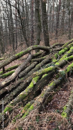 Pile of moss covered old tree trunks or logs in a forest vertical video