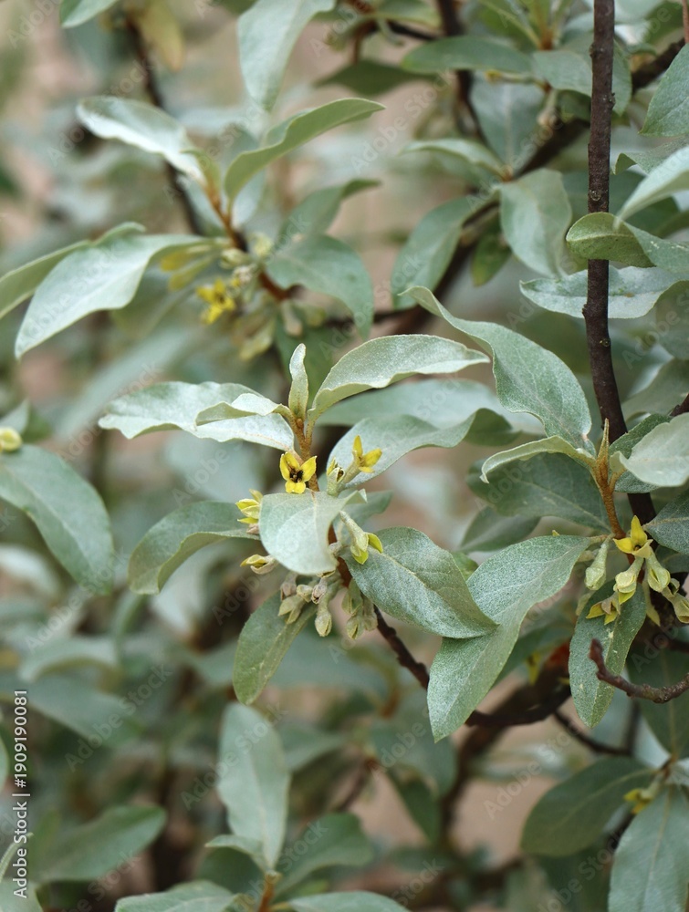 Fototapeta premium Elaeagnus commutata (silverberry) growing in the wild