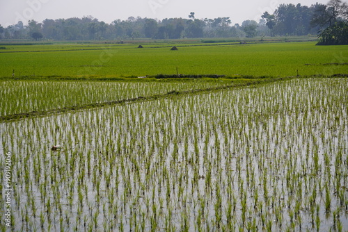 Photos Young Rice Plants in Waterlogged Paddy Field