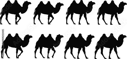 Black camel silhouette set isolated on white background, walking dromedary icons pattern for desert wildlife design illustration vector graphic collection minimal style