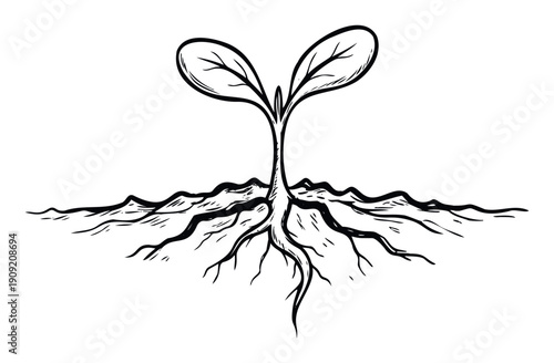 Young plant seedling with detailed roots emerging from the earth representing new growth and life for sustainable ecology agriculture or educational materials