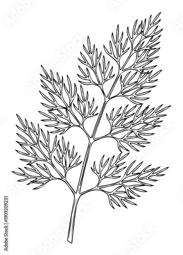 Detailed black outline drawing of a fresh dill sprig depicting its delicate feathery leaves, perfect for culinary ingredient labels, recipe book illustrations, or organic food packaging