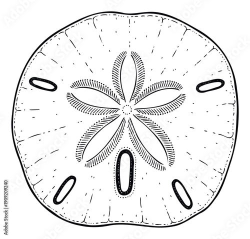 Detailed sand dollar drawing with its unique fivepetal shape and characteristic holes, perfect for marine life educational resources, oceanthemed decorations, and beach souvenir designs