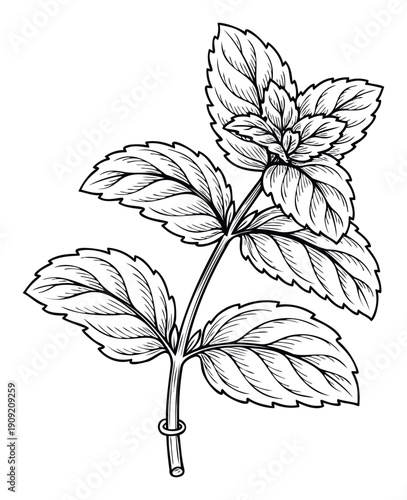 A fresh sprig of aromatic mint leaves with delicate veins rendered in a botanical line drawing style for food packaging, herbal product labels, and culinary recipe materials.