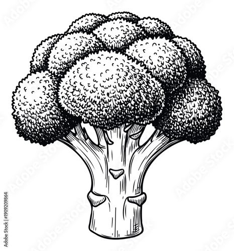 Stylized hand drawn broccoli head illustration perfect for healthy food menus cooking blogs organic recipe books and vegetarian lifestyle promotions