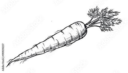 Use this handdrawn sketch of a fresh organic carrot with lush green leaves to enhance recipes, health food blogs, farmers market promotions, and sustainable agriculture educational