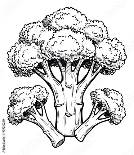 Hand drawn organic broccoli florets arranged together as fresh healthy vegetables for diet and cooking recipes and food packaging designs