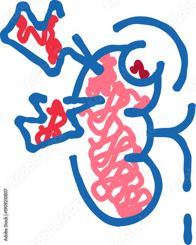 Human kidney anatomy graphic showing renal arteries, veins and internal structures, highlighting blood filtration, waste removal and urinary system function on white background