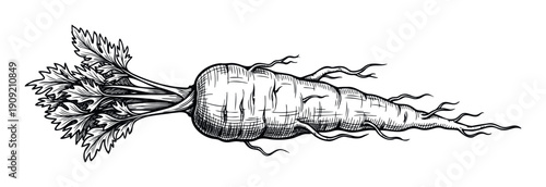 Detailed handdrawn carrot with leafy greens and intricate root system, perfect for natural food branding, farmtotable menus, and healthy recipe book layouts.