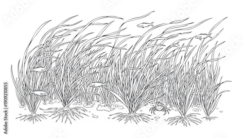 Detailed underwater ecosystem drawing illustrating a dense seagrass bed with various fish swimming through and a crab resting on the sandy bottom, perfect for nature themes