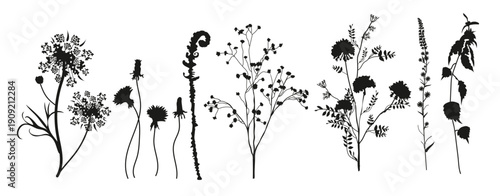 floral collection of black silhouettes of meadow herbs 