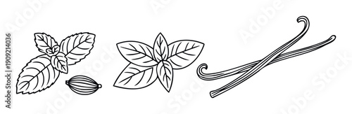 Simple outline illustrations of fresh mint leaves, fragrant basil, a spice cardamom pod, and aromatic vanilla beans, perfect for culinary branding or recipe layouts