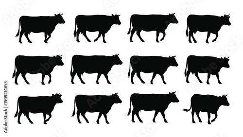 A variety of cows walking in different directions and postures isolated on white background, Vector