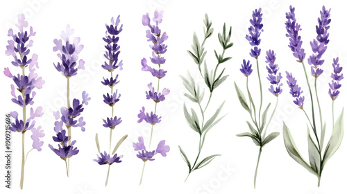 Watercolor lavender stems in varying arrangements against white background, delicate purple blooms and green leaves, botanical illustration set