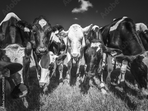 Photos A herd of curious black and white cows with a central white head cow surround the photographer