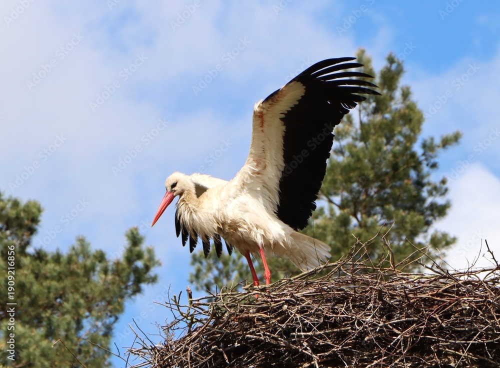 Fototapeta premium Beautiful white stork standing on the nest