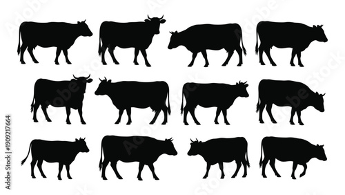 A collection of twelve different silhouettes of cows in various poses and positions. isolated on white background, Vector