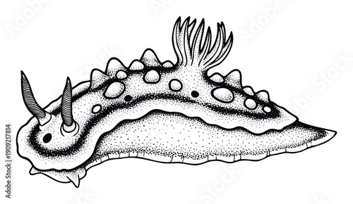 Stippling style nudibranch drawing depicting a fascinating sea slug with intricate textures perfect for marine biology publications or ocean themed educational materials