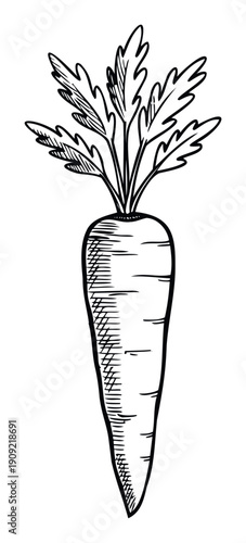 Handdrawn black and white sketch of a fresh carrot with leafy greens perfect for food blogs culinary recipe books and healthy eating educational materials