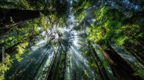 Towering ancient trees with sunbeams piercing through green canopy forest nature